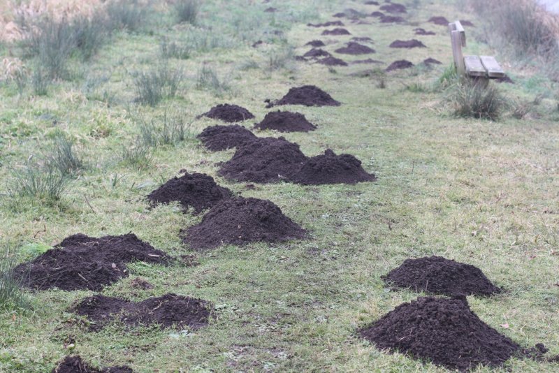 Mole hills!