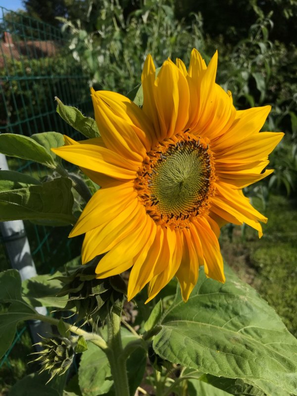 The first sunflower to bloom