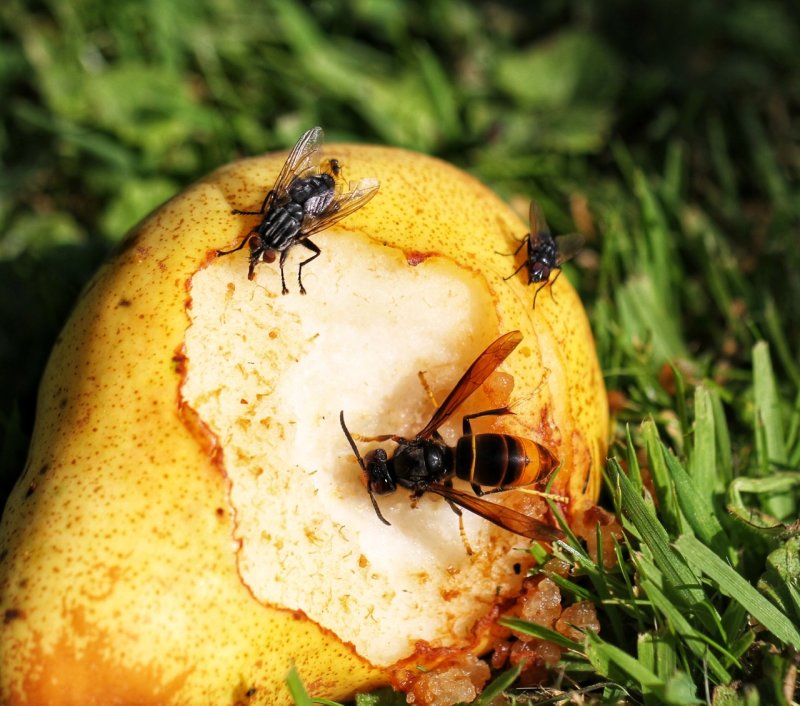 The Asian Hornet - Vespa velutina