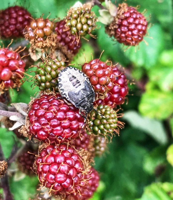 Shield bug -Troilus luridus