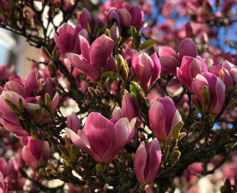 Magnolia