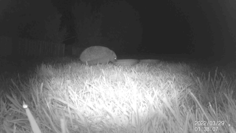 Hedgehogs return!