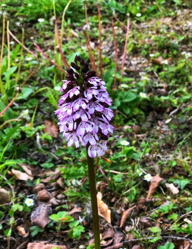Wild orchid