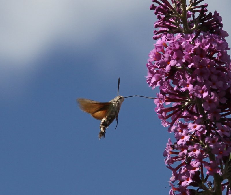 Hummingbird hawk moth