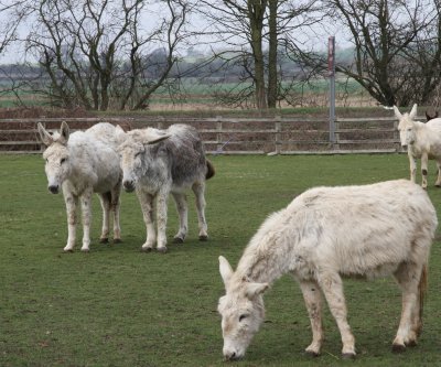 White Andalusian Donkeys