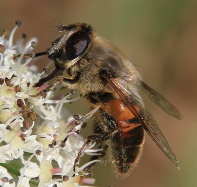   My own choice today - Hover fly on Cow Parsnip