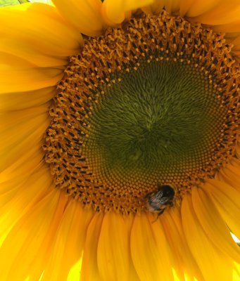 Sunflower brightening a wet day