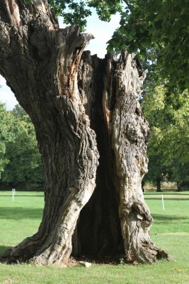 Blenheims ancient oak.