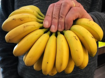 A hand of bananas