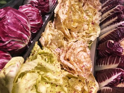 Multi-coloured lettuce