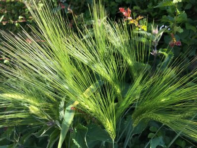 Sideways view of new wheat tops