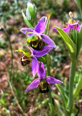 Bee orchid - Ophrys apifera