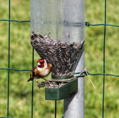 European goldfinch - Carduelis carduelis