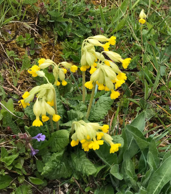 YELLOW Cowslips