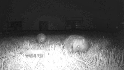 Nature - our resident hedgehogs