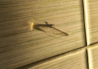 FLIGHT  - Mayfly - Ephemera vulgata