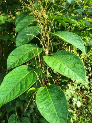 J & K = Japanese Knotweed - Reynoutria japonica