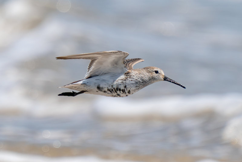 Dunlin