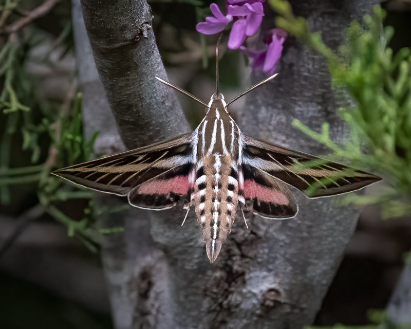 Whites-lined Sphinx