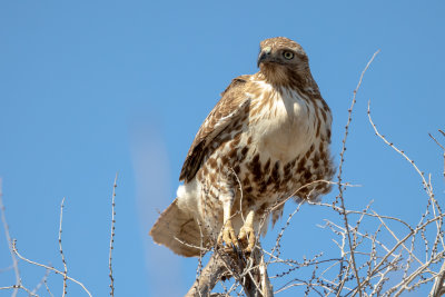 Red-tailed hawk