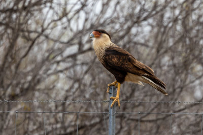 Crested Caracara