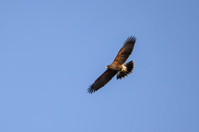Harris's Hawk