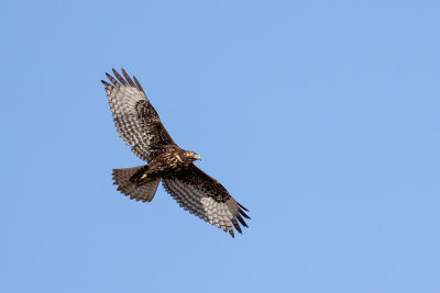Harlan's Red-tailed hawk