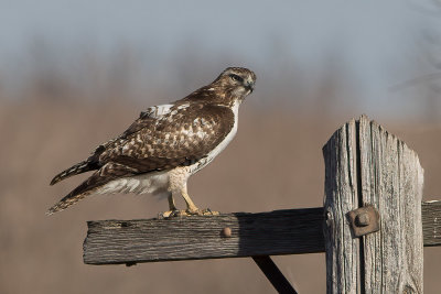 Red-tailed Hawk