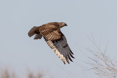 Red-tailed Hawk