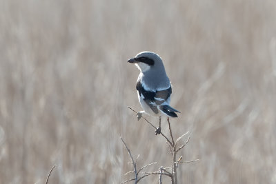 Loggerhead Shrike