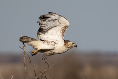 Red-tailed Hawk