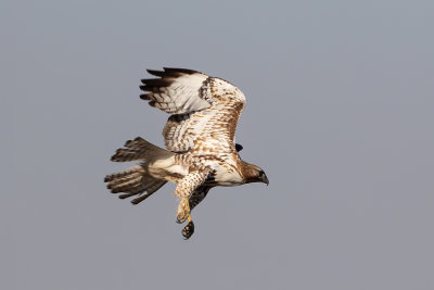 Red-tailed Hawk