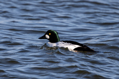Common Goldeneye