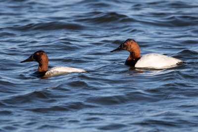 Canvasbacks