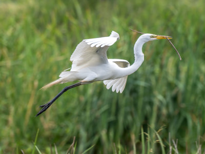 Great Egret