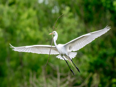 Great Egret