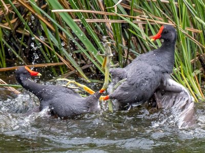 Common Gallinules