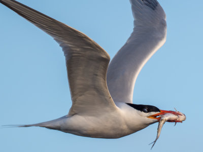 Caspain Tern