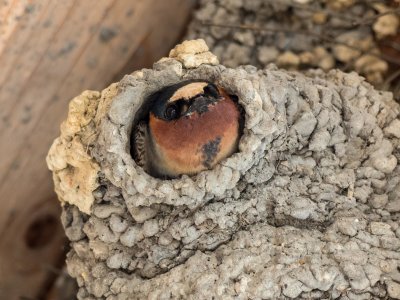 Cliff Swallow