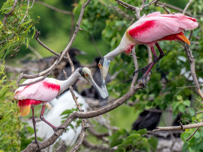 Roseate Spoonbill