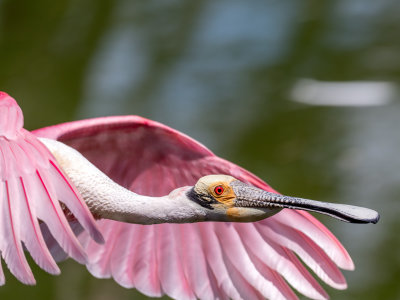 Roseate Spoonbill