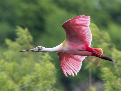 Roseate Spoonbill