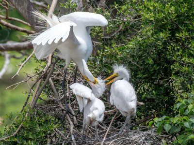 Great Egret with chicks
