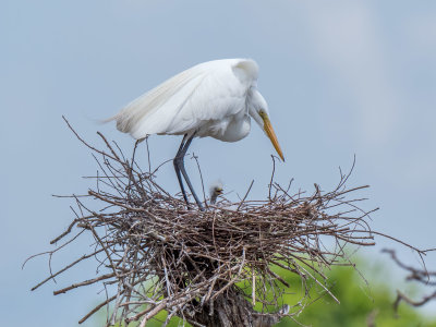 Great Egret with chicks