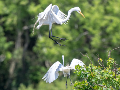 Great Egret