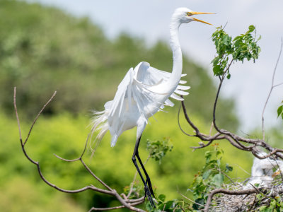 Great Egret