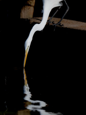 Great Egret