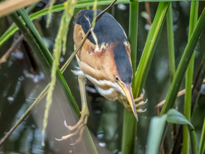 Least Bittern