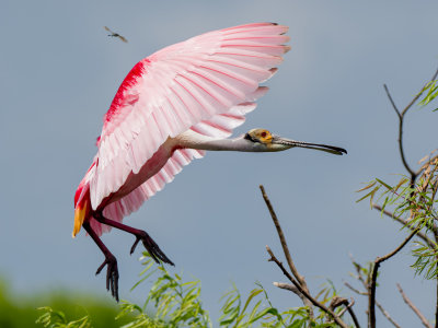 Roseate Spoonbill