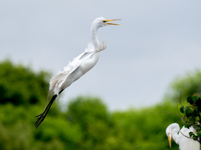 Great Egret